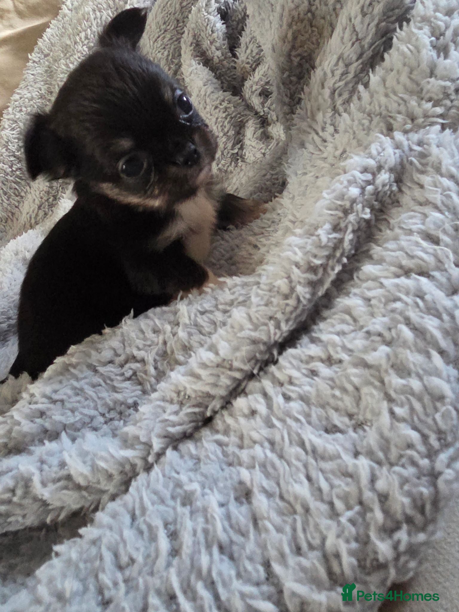 Chihuahua dogs Chihuahua puppies  - Advert 2