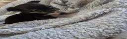 Chihuahua dogs for sale: Chihuahua puppies  - Advert 2