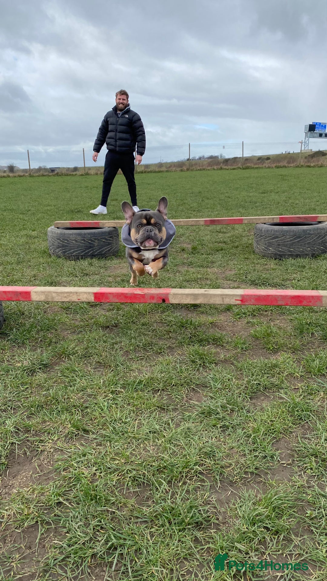 French Bulldog dogs for stud: Blue/Tan/White Frenchie Stud - KC & Fluffy Carrier in Edinburgh - Image 1