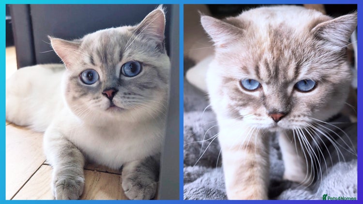 British Shorthair cats in London - Advert 2