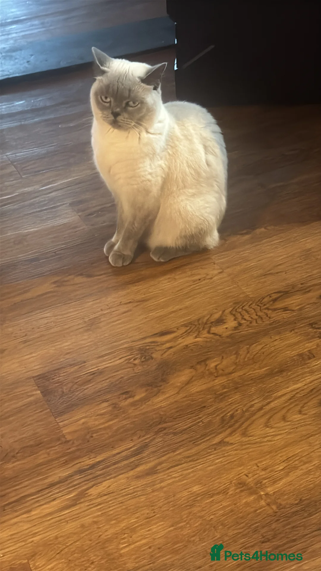 British Shorthair cats for sale: Rehoming Sisu  - Advert 2