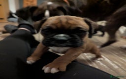 Boxer dogs for sale: Kc reg boxer pups for sale  - Image 11