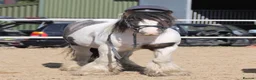 Irish Cob horses for sale: Cash  - Advert 3