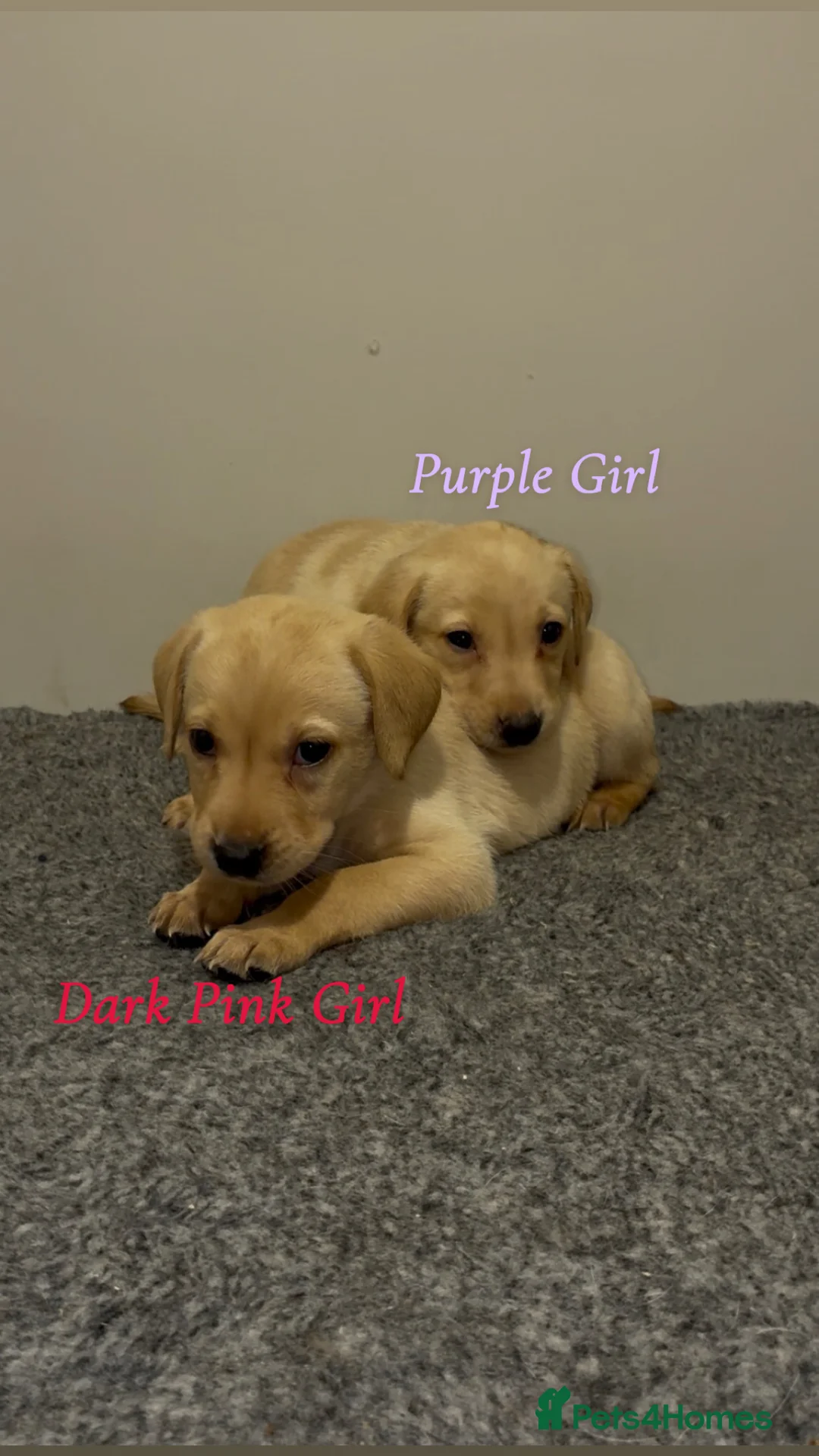 Labrador Retriever dogs for sale: 🐾 Exceptional KC Reg Labrador Puppies 🐾 - Advert 6