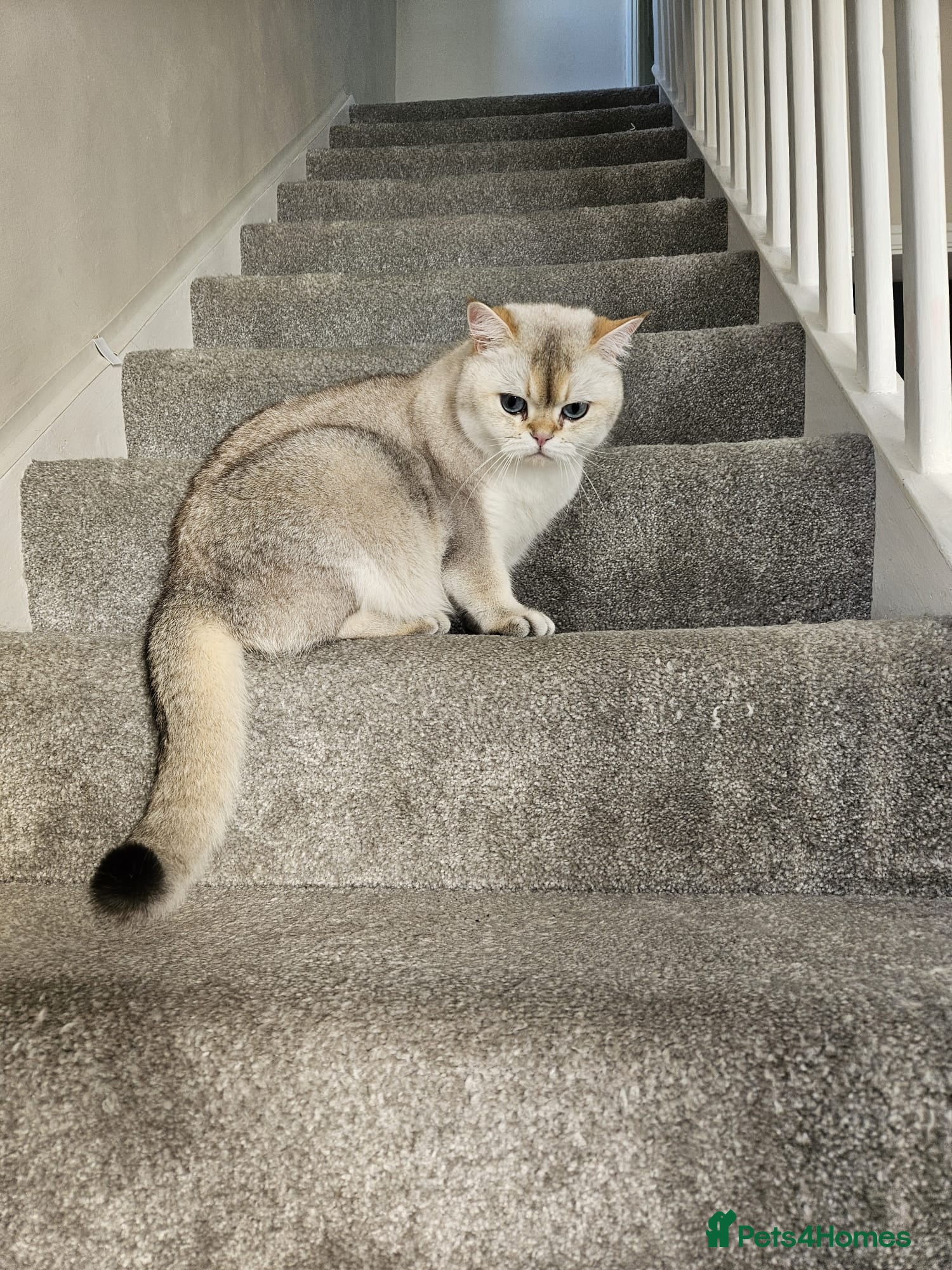 British Shorthair cats British short-hair  - Advert 1