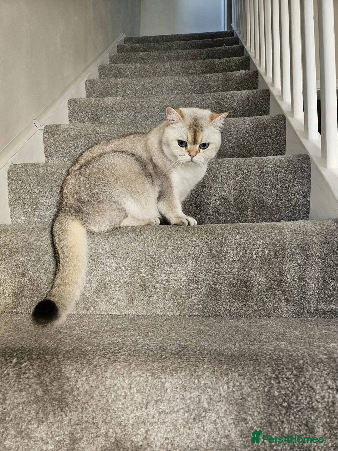 British Shorthair cats for sale: British short-hair  - Advert 1