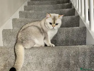 British Shorthair cats British short-hair - Advert 3