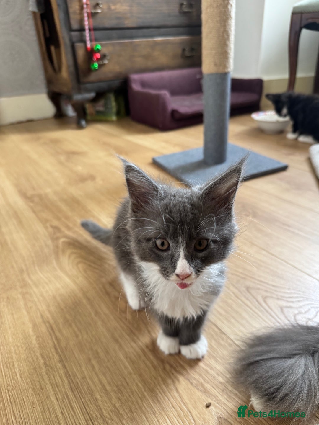 Maine Coon cats for sale: TICA registered large MaineCoon polydactyl kittens - Image 31