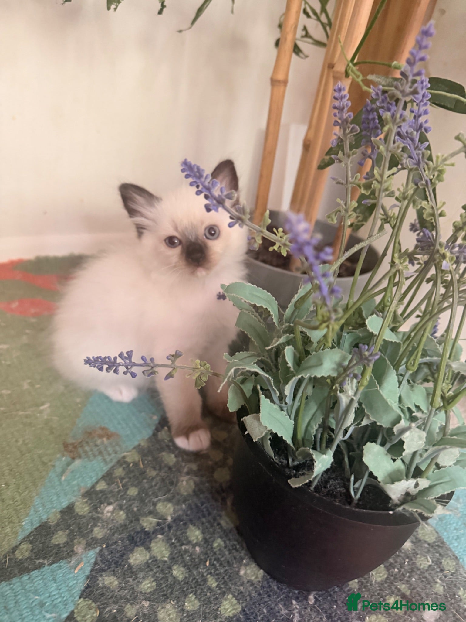 Ragdoll cats Beautiful Male ragdoll  - Advert 1