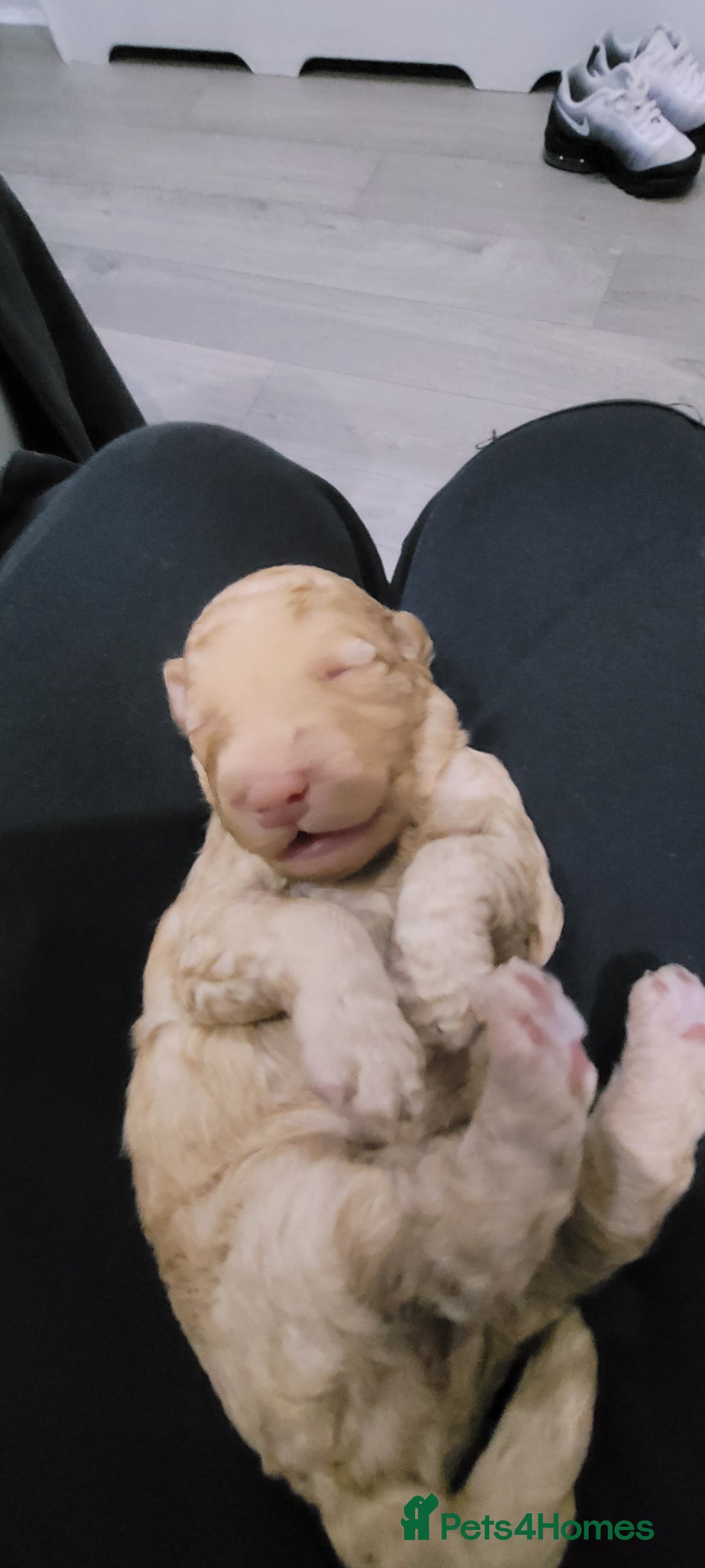Cockapoo dogs for sale: F3b Merle Cockapoos - Image 12