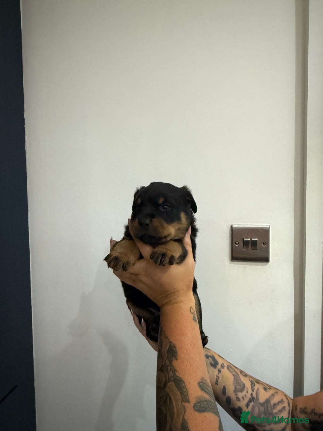 Rottweiler dogs for sale: 🐾 STUNNING ROTTWEILER PUPPIES FOR SALE! 🐾 - Image 6