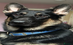 German Shepherd dogs for stud: Available for stud  in Darlington - Image 3
