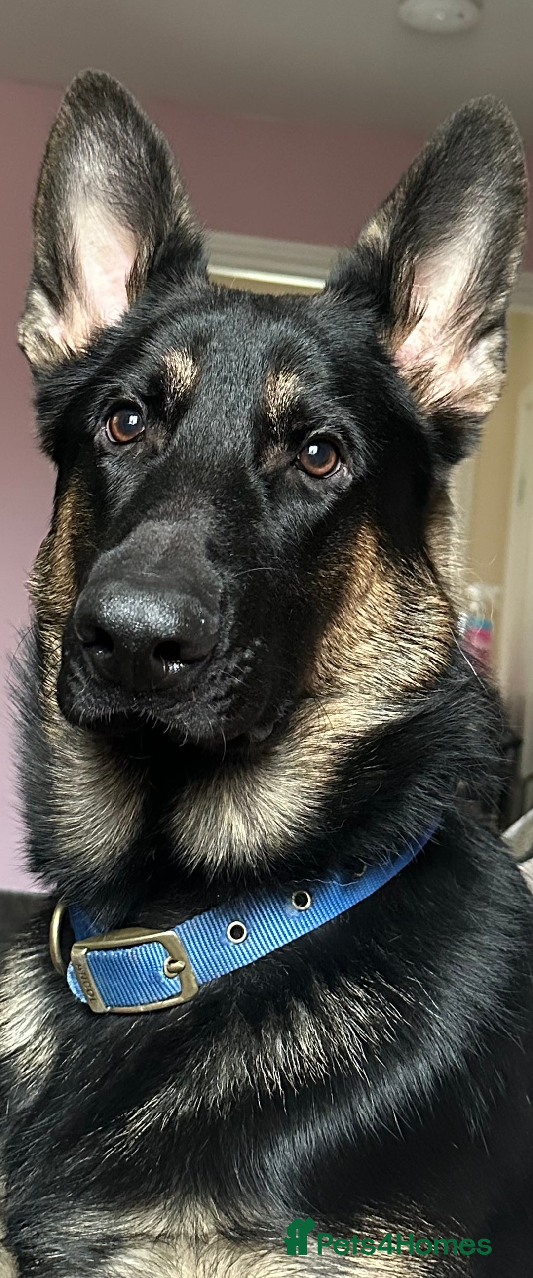 German Shepherd dogs for stud: Available for stud  in Darlington - Image 3