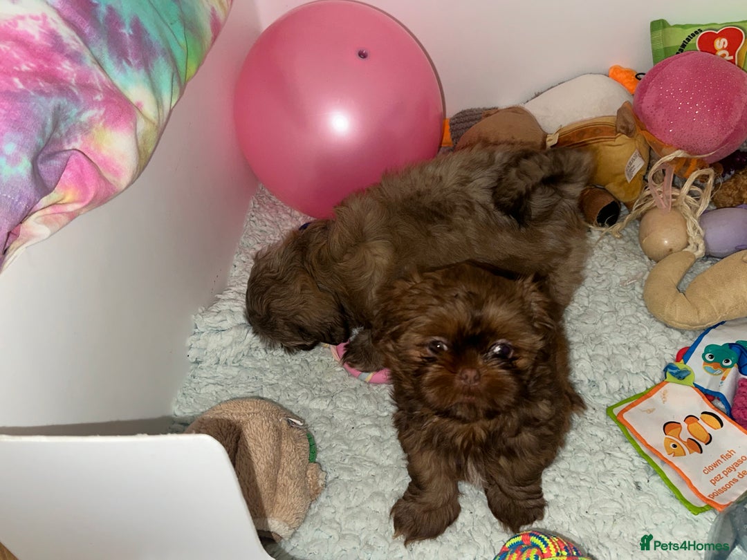 Shih Tzu dogs for sale: Stunning Karashishi Shih tzus - Image 10