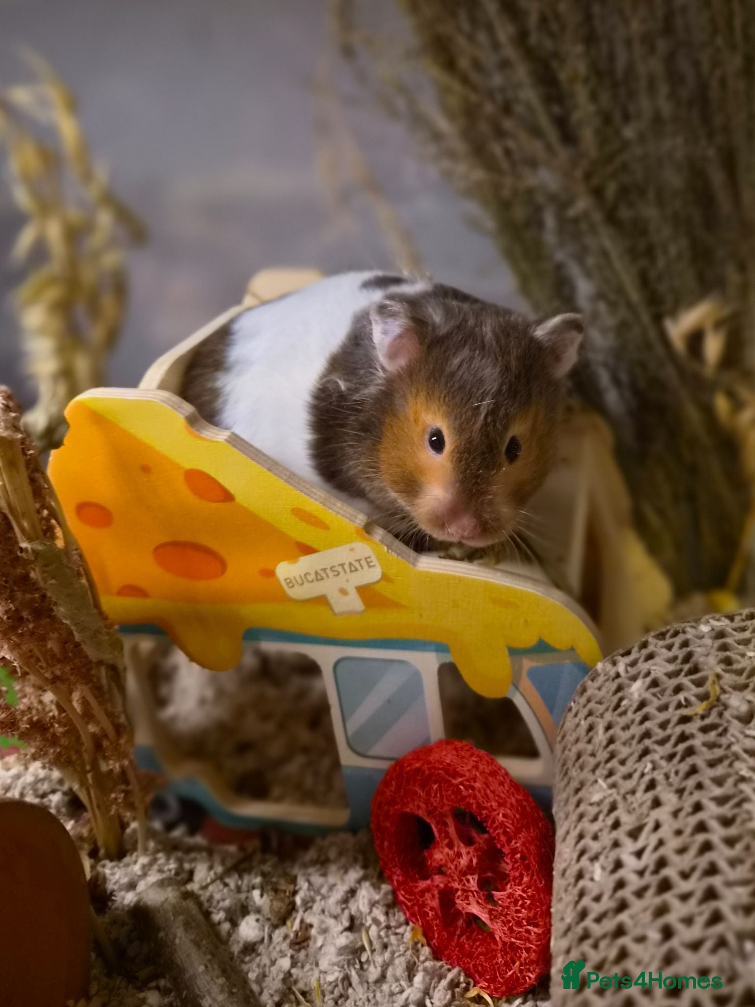 Hamster rodents Female Pedigree Syrian Hamster - Advert 2