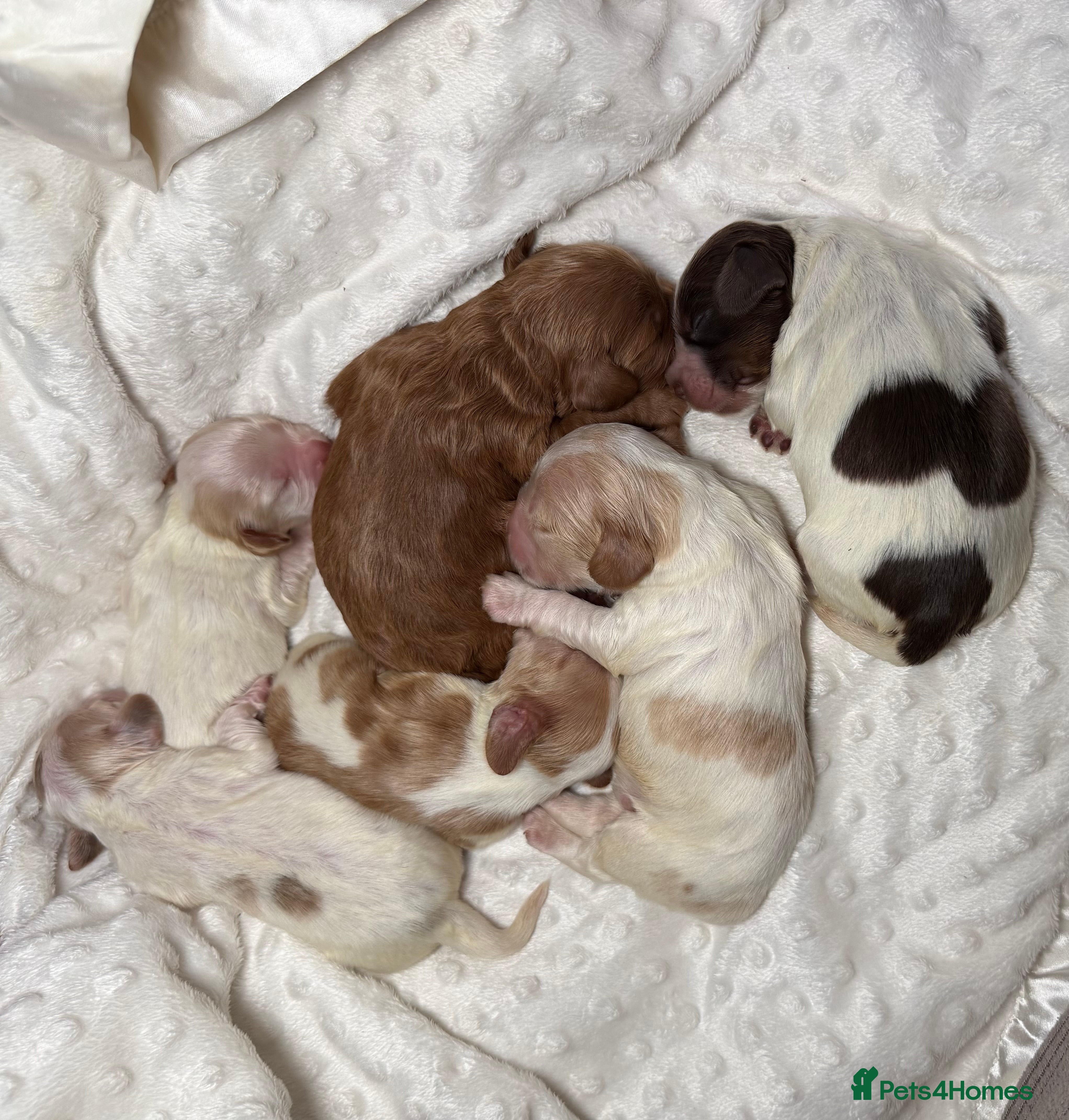 Cocker Spaniel dogs RARE SABLE KC health tested show cocker puppies - Advert 10