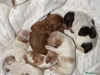 Cocker Spaniel dogs RARE SABLE KC health tested show cocker puppies - Advert 10