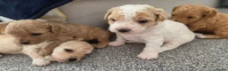 Mixed Breed dogs for sale: Cavapoochon puppies  - Advert 8