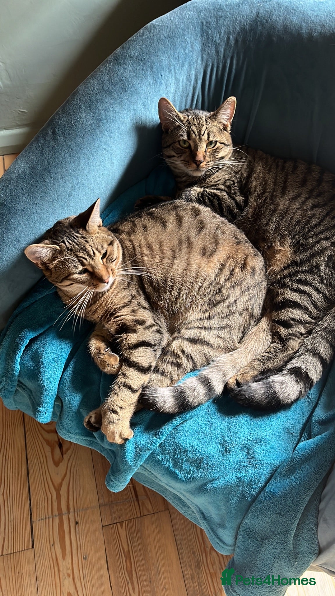 Domestic Shorthair cats 2 Beautiful Sibling Cats Looking for a Loving Home - Advert 1