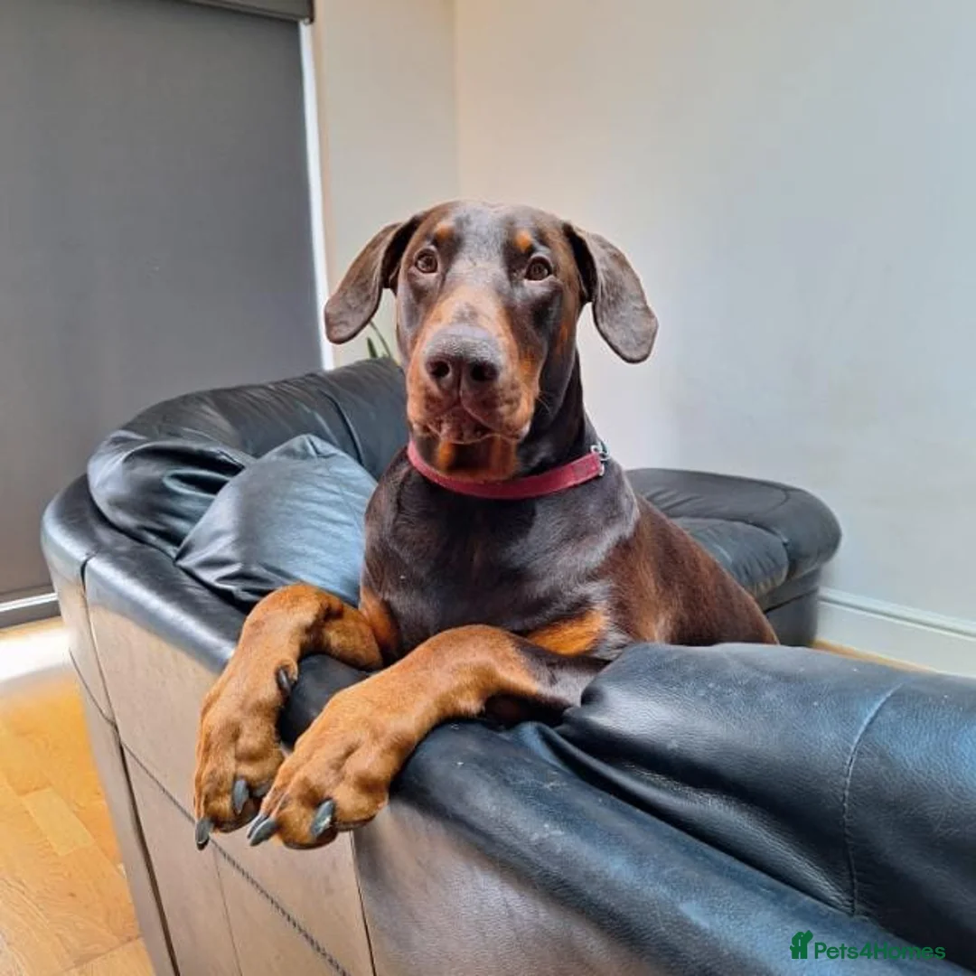 Dobermann dogs for stud: King Zeus -Ready for Stud - Advert 5
