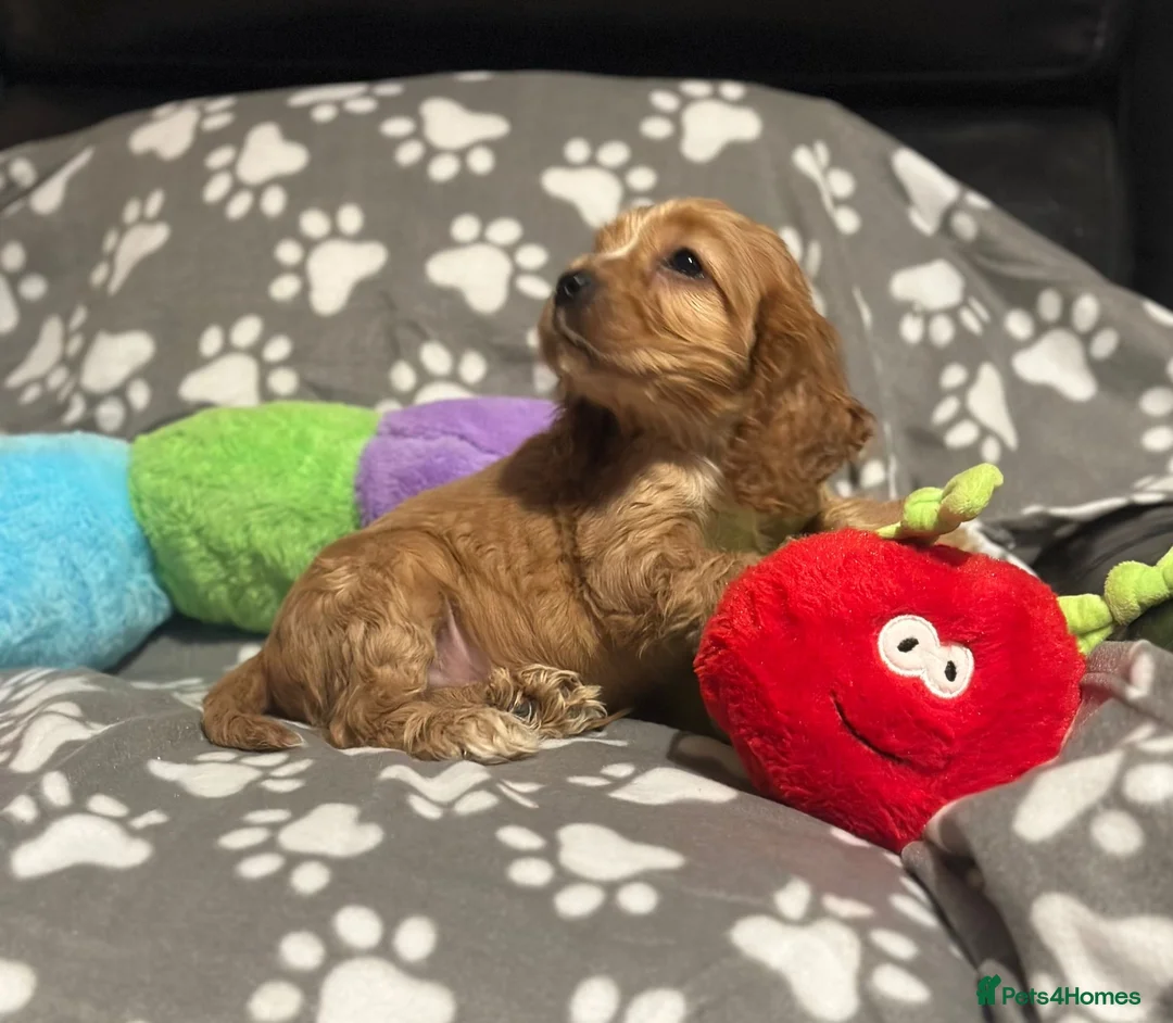 Cocker Spaniel dogs for sale: 🌟STUNNING SHOW COCKER SPANIEL🌟1 Girl  left  - Advert 36