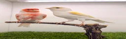 Canaries birds for sale: x2 very good quality red mosaic pairs  - Advert 6