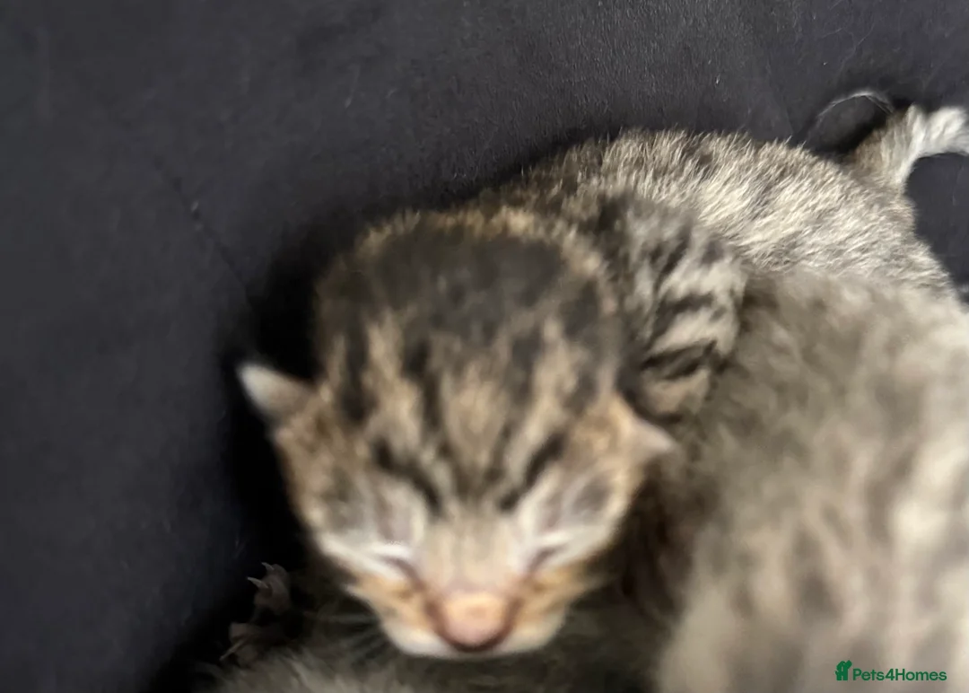 Savannah cats for sale: Striking savannah kittens silver & black/gold - Advert 16