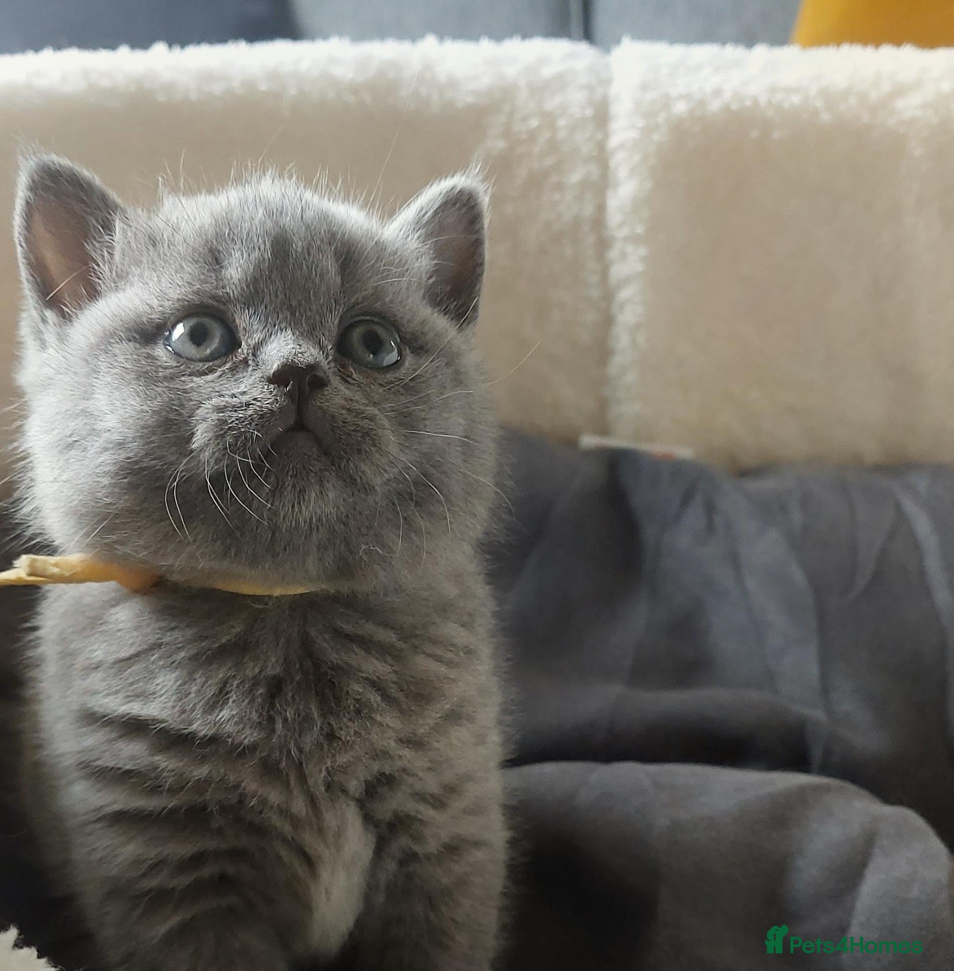 British Shorthair cats GCCF Pedigree British Shorthair Kittens - Advert 13