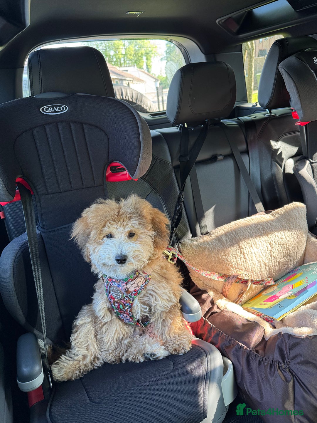 Maltipoo dogs for sale: Maltipoo Male - Advert 2