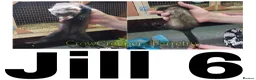 Ferret rodents for sale: Ferret Kits for Sale - Advert 8