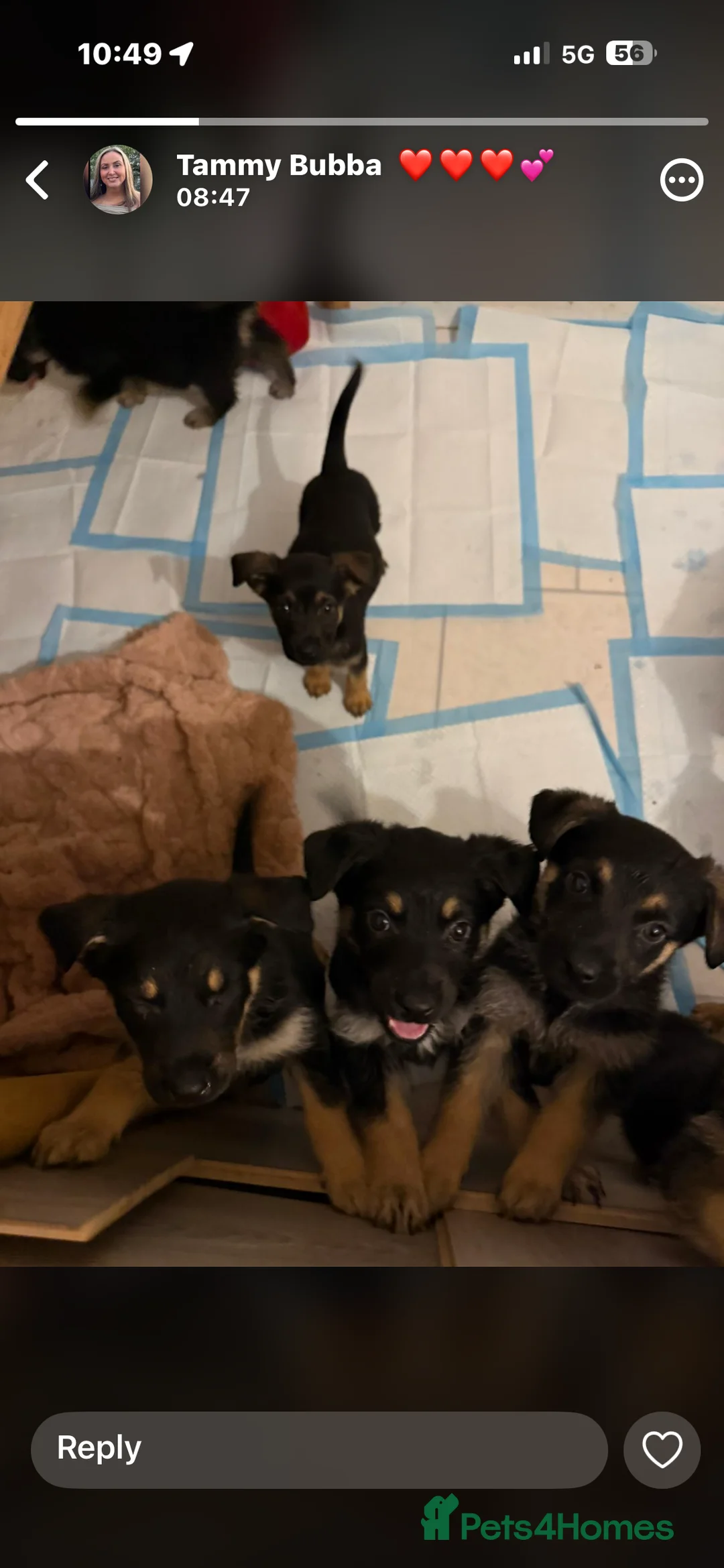 Mixed Breed dogs for sale: German Shepherd Rottweiler Puppies - Advert 7