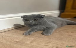 Scottish Fold cats for sale: Stunning Male lilac BSH & Grey Scottish Fold x BSH - Advert 14