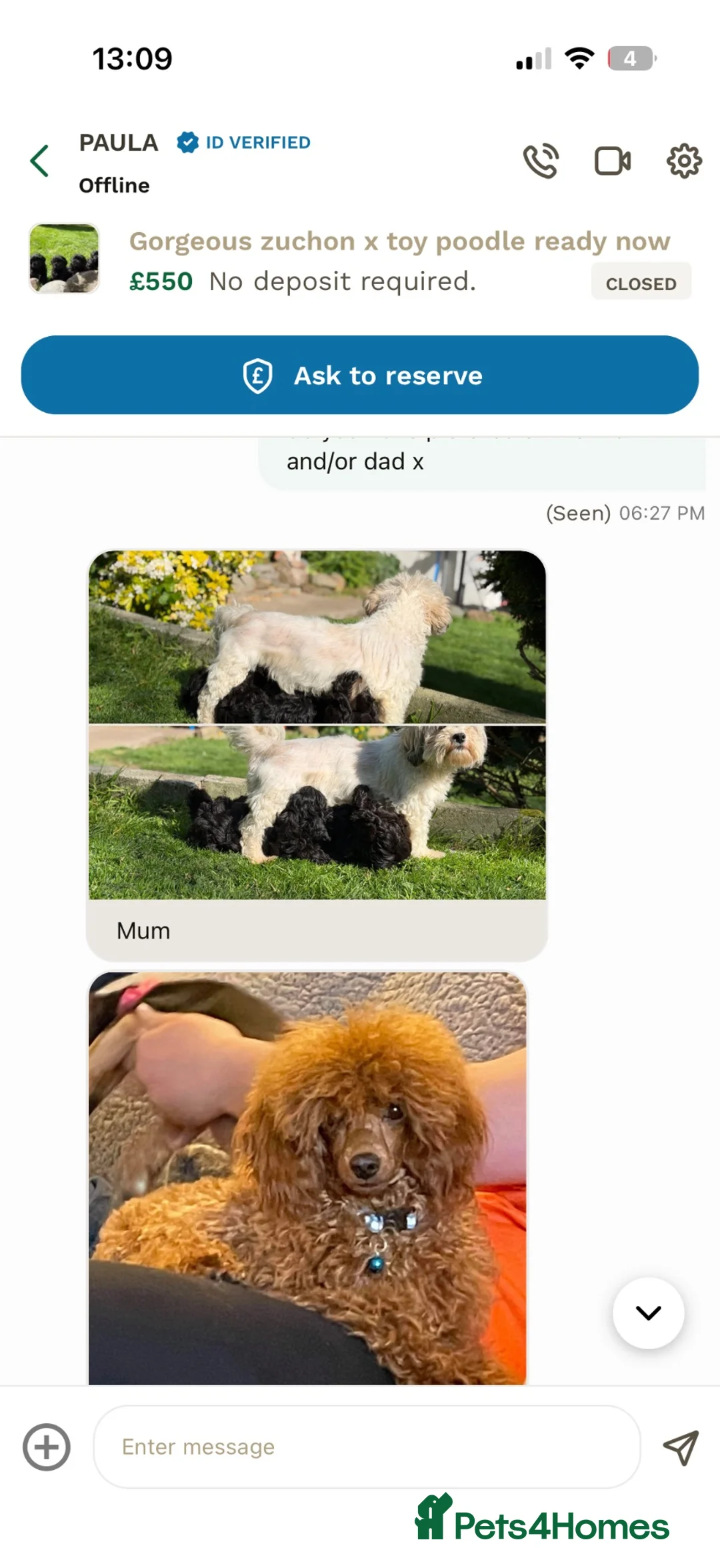 Shihpoo dogs for sale: 4 months Shihpoo  - Advert 2