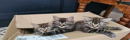 Mixed Breed cats for sale: Maine coon cross tabby - stunning fluffy kittens.. in Bridge of Weir - Advert 30
