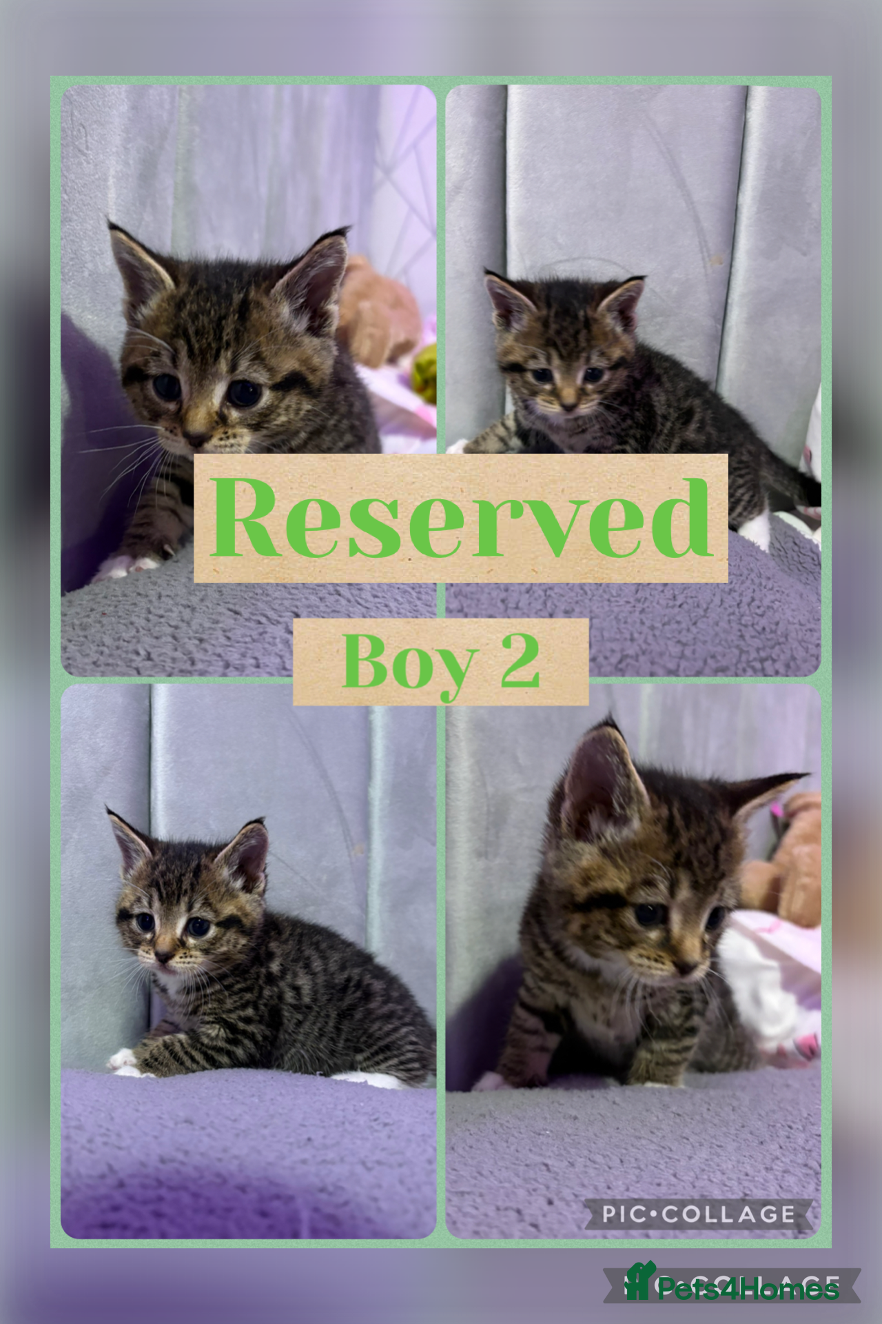 Mixed Breed cats 5 tabby kittens  - Advert 16