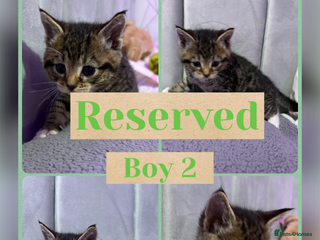 Mixed Breed cats All kittens now reserved ❤️ - Advert 12