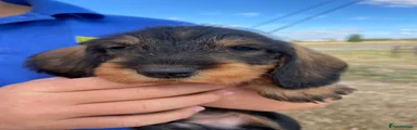 Dachshund 3