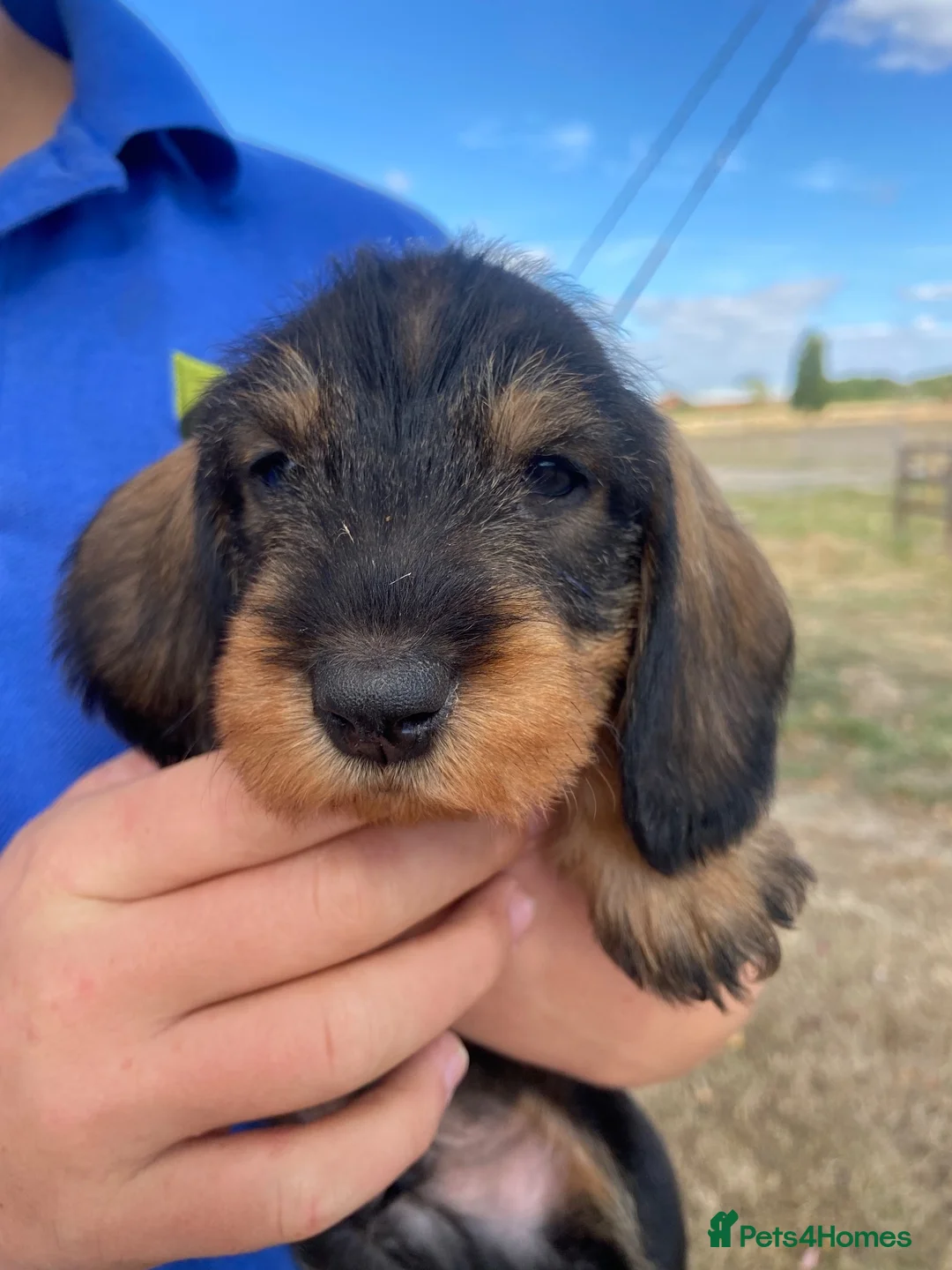 Dachshund dogs for sale: Standard Wire Haired Dachshunds  - Advert 35