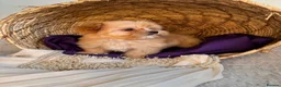 Yorkshire Terrier dogs for sale: BEAUTIFUL GOLDDUST YORKSHIRE TERRIER PUPPIES - Advert 14