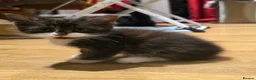 Mixed Breed cats for sale: Maine Coon X in Witham - Advert 5