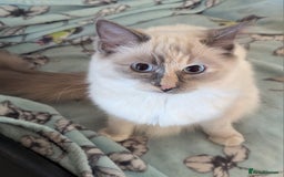 Ragdoll cats for sale: Stunning Tri colour ragdoll kitten  - Image 1