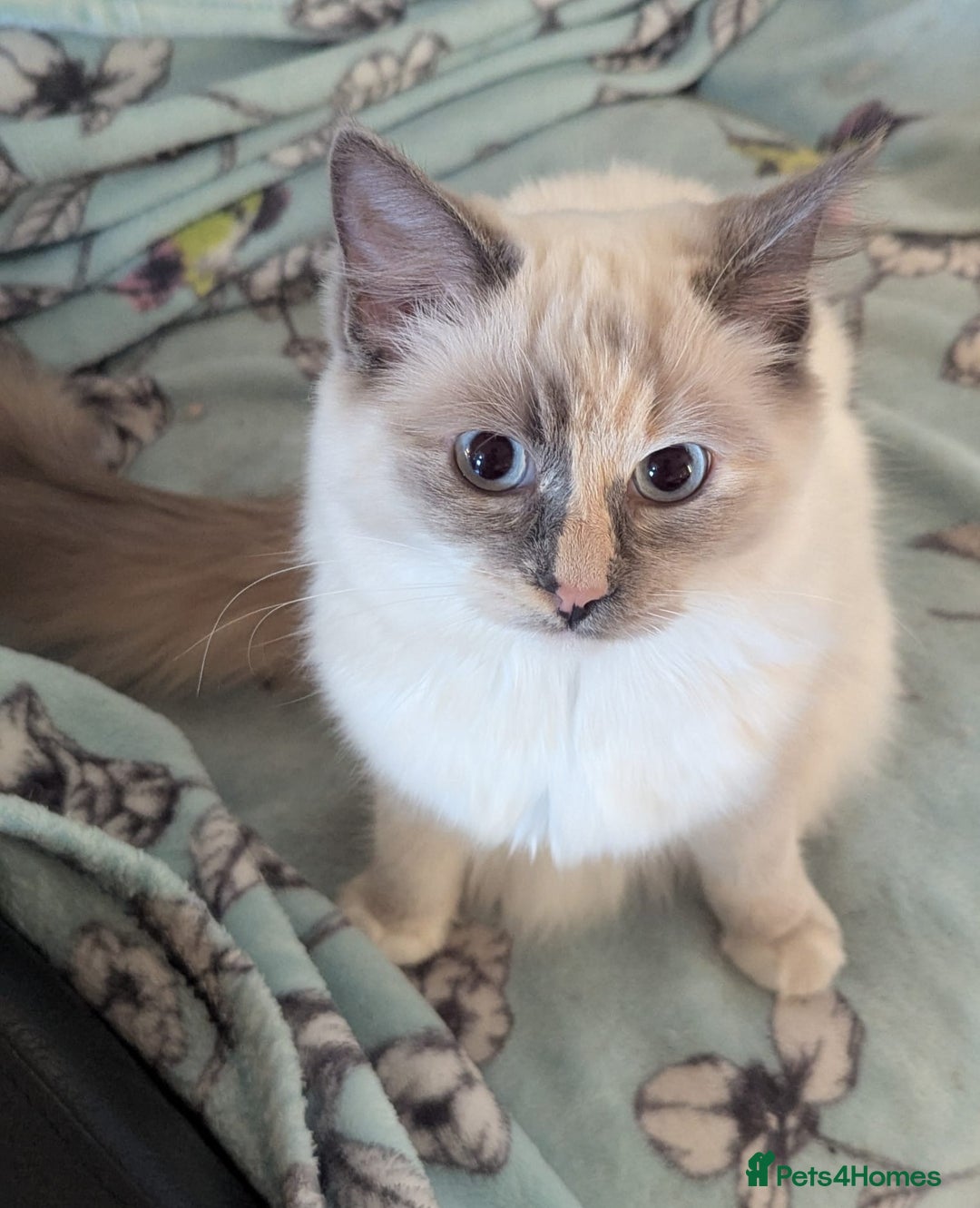 Ragdoll cats for sale: Stunning Tri colour ragdoll kitten  - Image 1