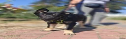 Mixed Breed dogs for adoption: 💙🐶 TOBIK – THE BEST PUPPY I EVER MET - Advert 27