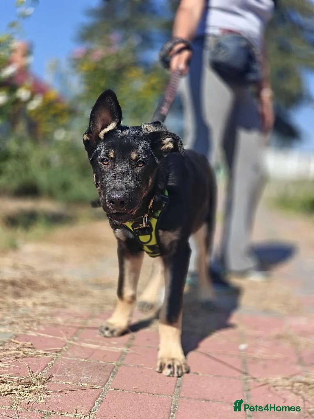 Mixed Breed dogs for adoption: 💙🐶 TOBIK – THE BEST PUPPY I EVER MET - Advert 27