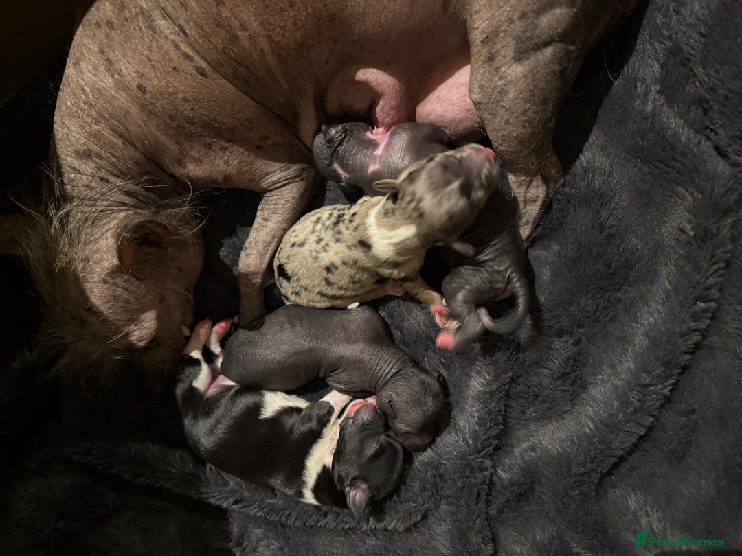 Chinese Crested dogs for stud: True hairless boy ready for stud in Sheffield - Advert 14