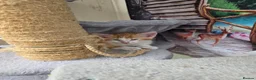 Turkish Angora cats for sale: Cute kittens in Leigh-on-Sea - Advert 5
