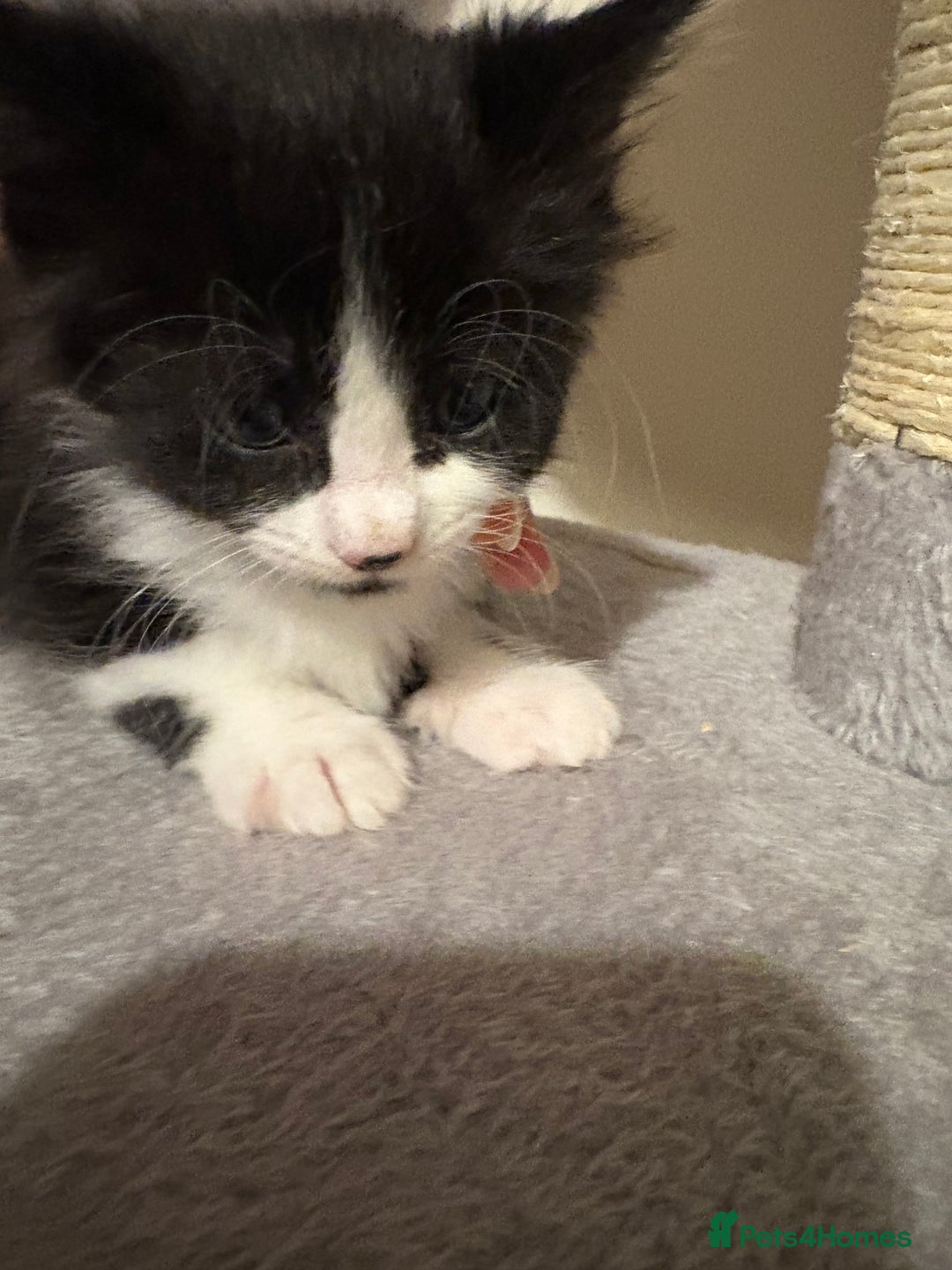 Mixed Breed cats for sale: Seven Tiny Adventures Waiting for Their Families - Advert 31