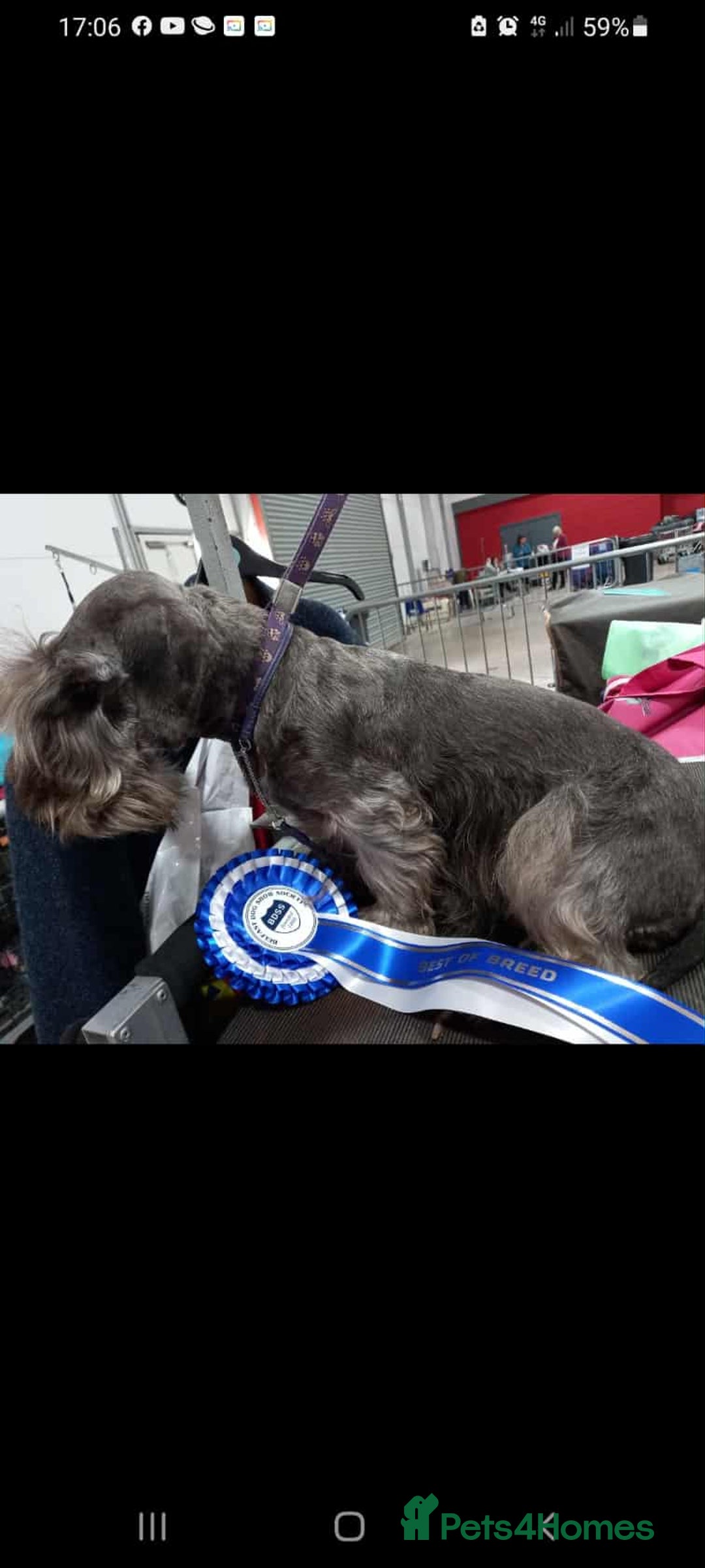 Cesky Terrier dogs for sale: CESKY TERRIER PUPPIES. advance notice - Advert 7