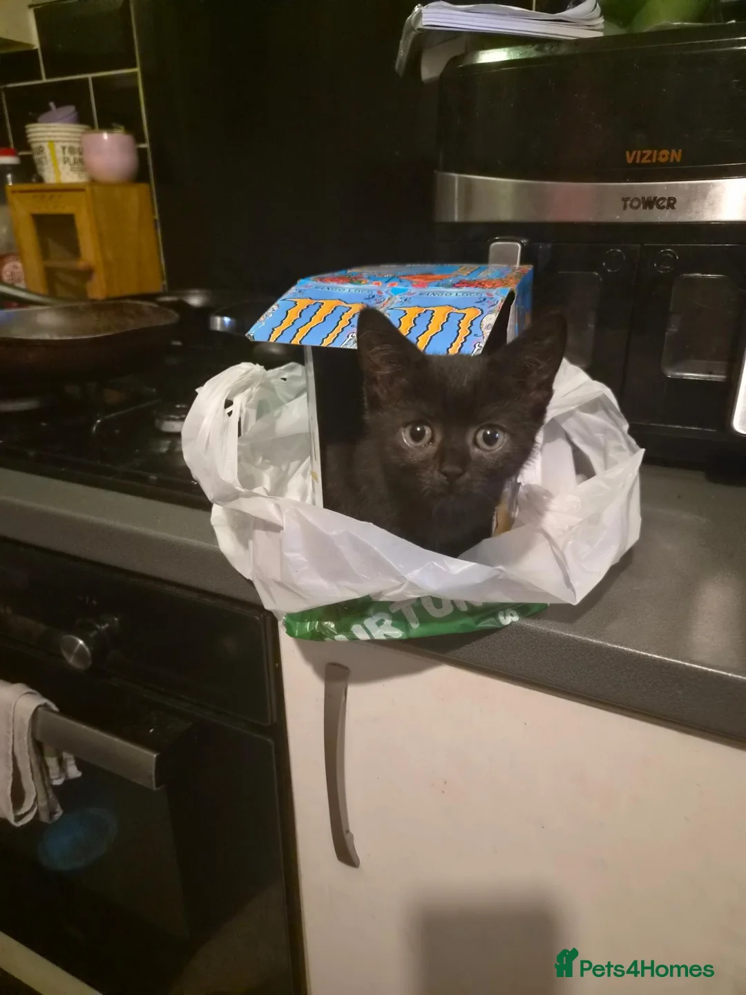 Mixed Breed cats for sale: British Shorthair x Domestic Shorthair  - Advert 2
