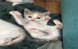 Mixed Breed cats for sale: 5 Adorable Fluffy White Playful Kittens  - Image 20
